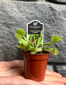 2.25" Venus Fly Trap