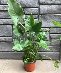 Alocasia Adora 6"