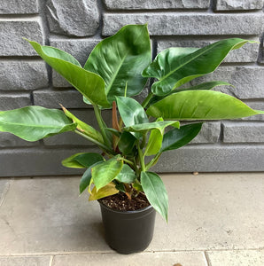 Philodendron Imperial Green