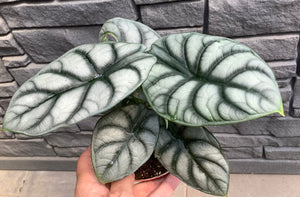 4" Alocasia Silver Dragon