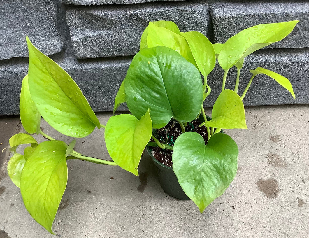 Pothos: Neon 6.5