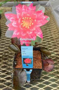 Water Lily Wanvisa 5"