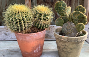 8" Assorted Cactus in Terra Cotta