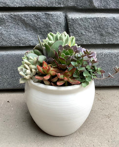 Medium White Ceramic Succulent Pot