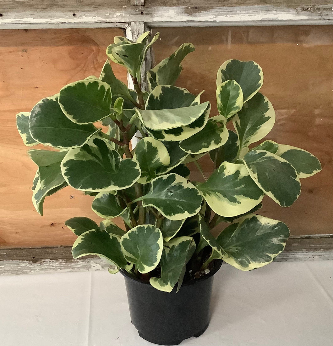 Peperomia: Variegated 4