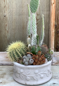 12" Assorted Cactus in Large Round Cement