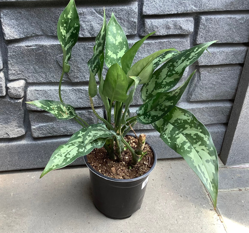 aglaonema super maria Aglaonema