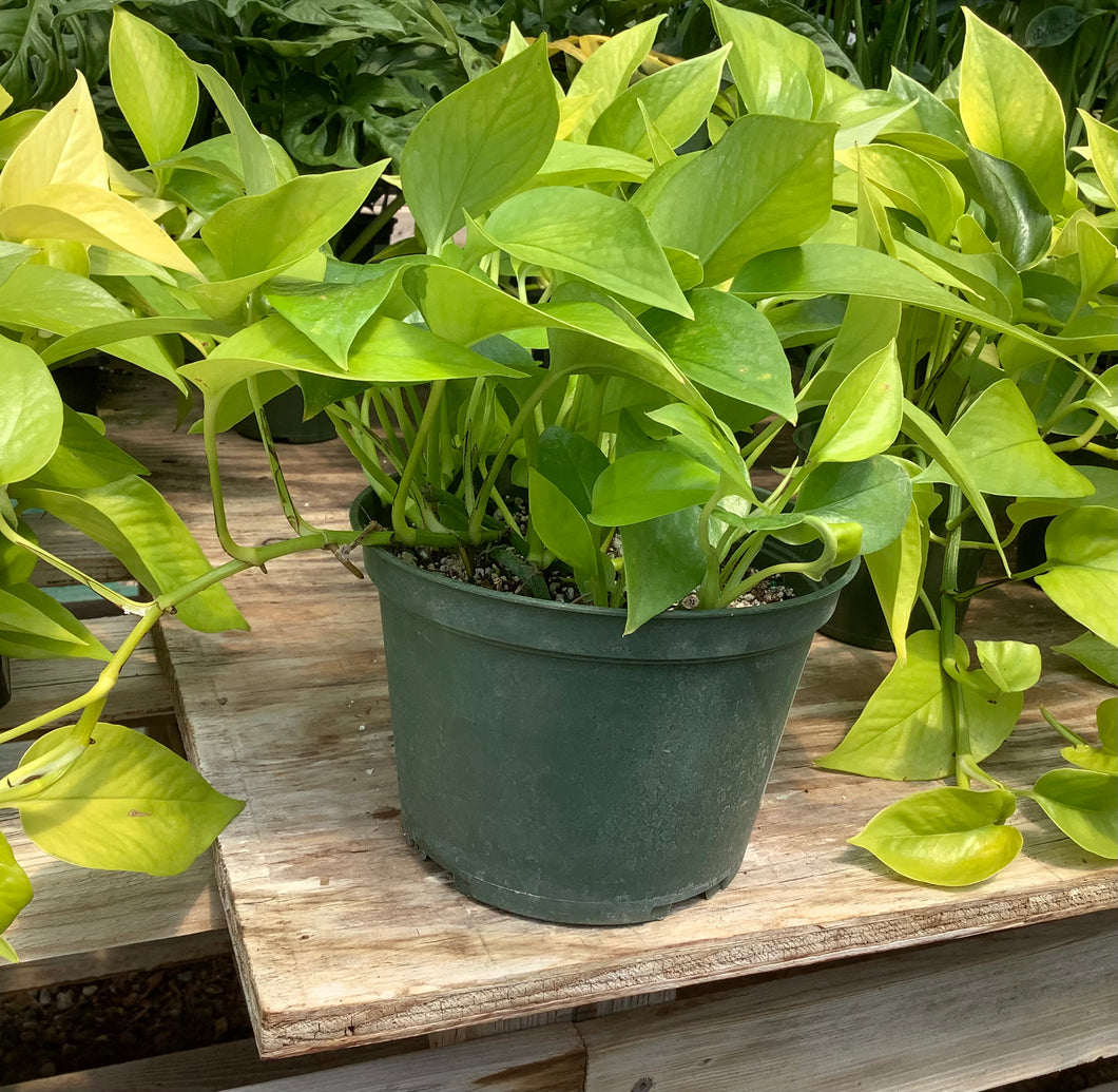 Pothos Neon - 1 Gal
