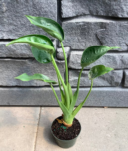 4" Alocasia Tiny Dancer