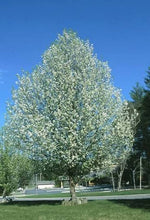 Load image into Gallery viewer, Pear: 'Ussurian' - 5Gal (Br)
