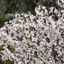 Load image into Gallery viewer, Cherry: 'Nanking' - 2 gal (Bl)
