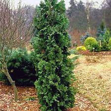Trees & Shrubs – Tagged 