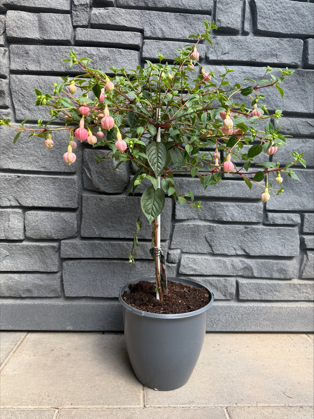Fuschia - Topiary Asst'd Colours- 10