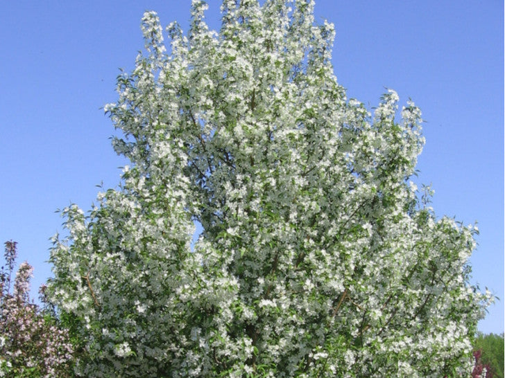 Crabapple:  'Starlite® Flowering' - 5 Gal (Jf)
