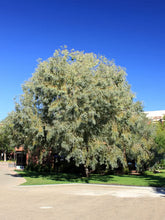 Load image into Gallery viewer, Willow: 'Golden' - 7Gal (Bl)
