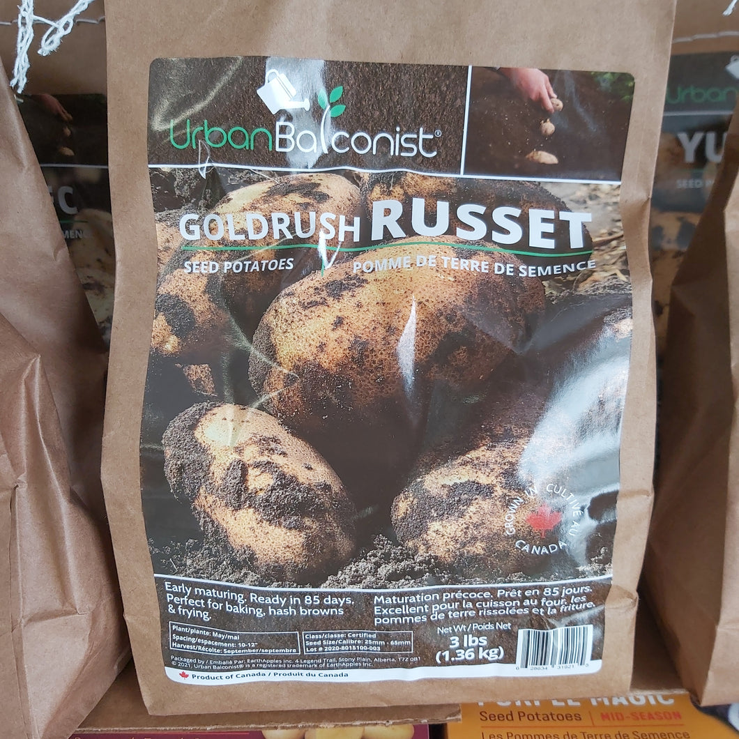 Goldrush Russett Seed Potatoes - 3lbs