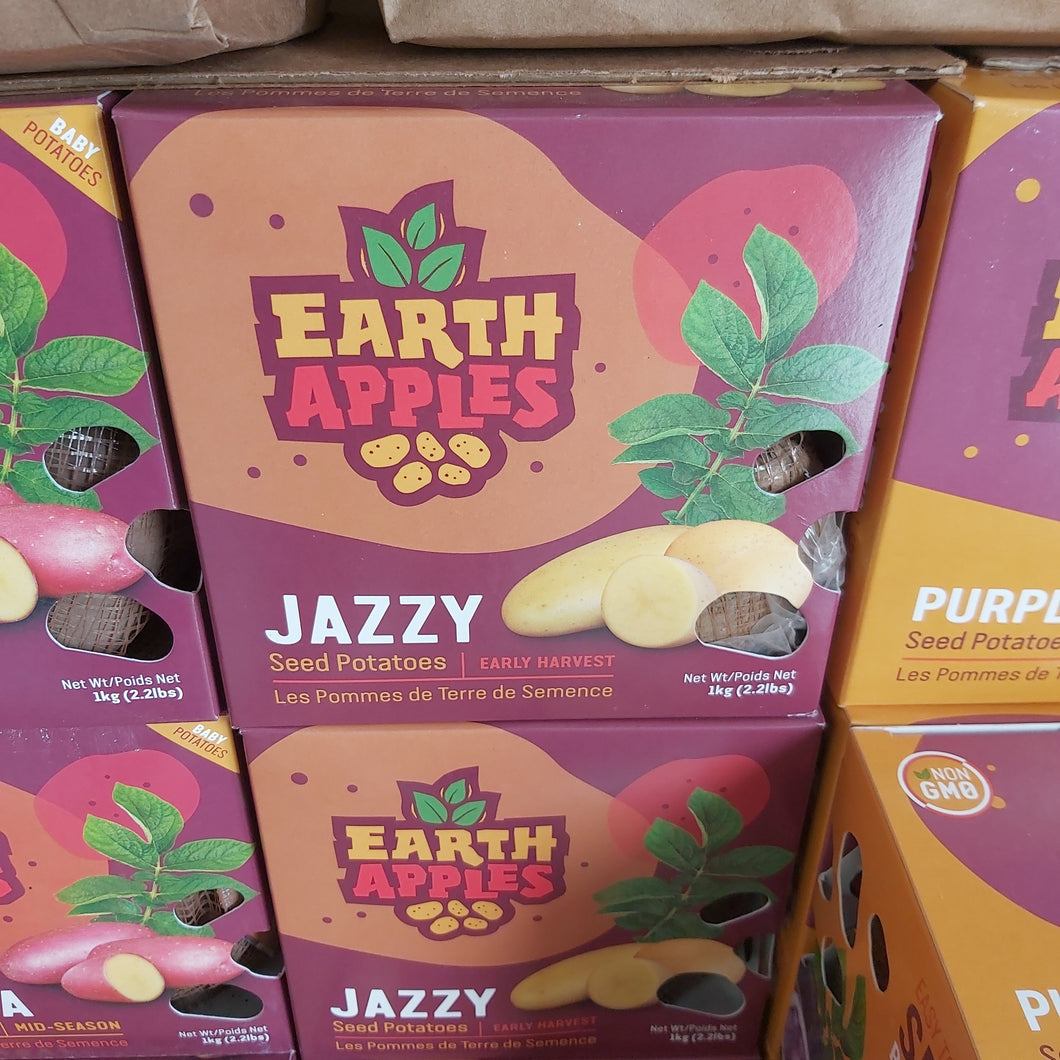 Jazzy Seed Potatoes - 2.2lbs