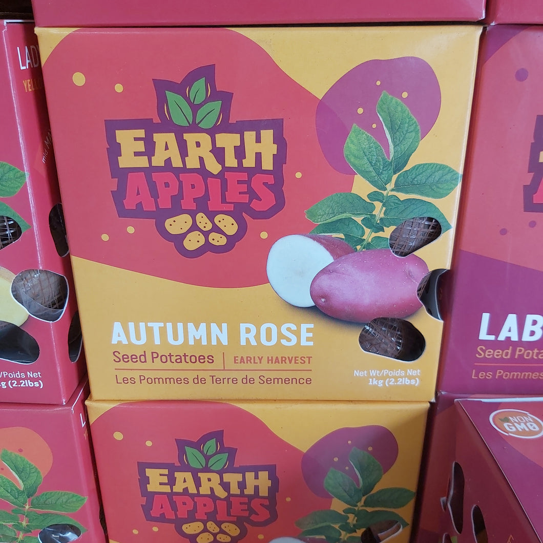 Autumn Rose Seed Potatoes - 2.2lbs