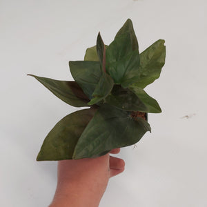 Syngonium Erythrophyllum Sm