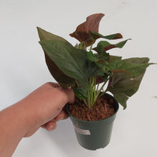 Load image into Gallery viewer, Syngonium Erythrophyllum Sm
