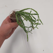 Load image into Gallery viewer, Rhipsalis Micrantha
