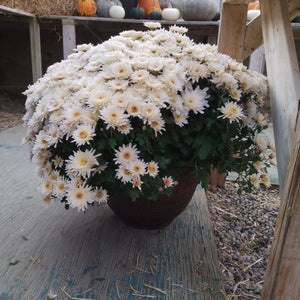 Garden Mum - Assorted 13"