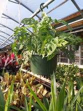 Load image into Gallery viewer, Philodendron: Swiss Cheese Hanging basket 6&quot;
