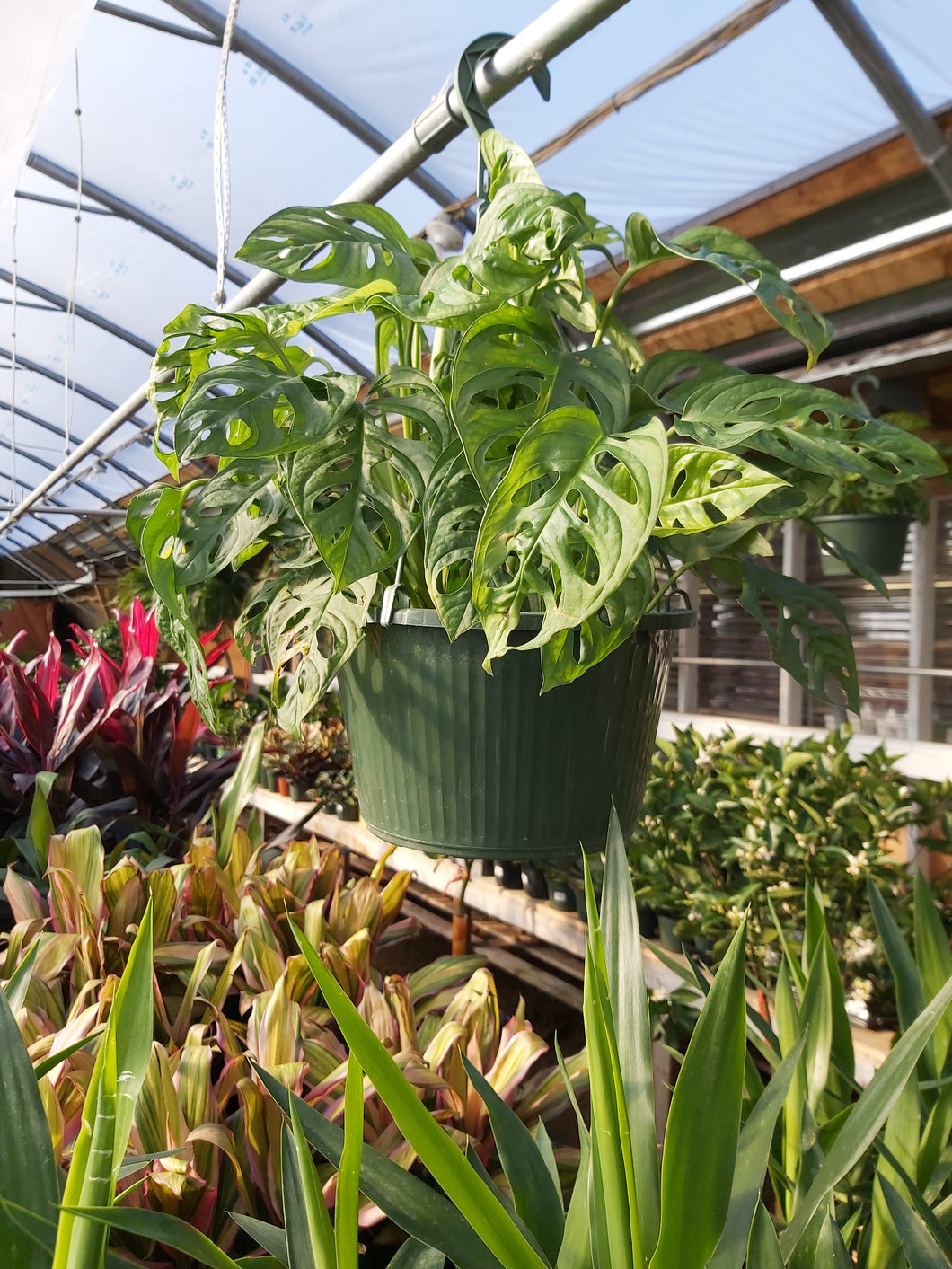 Philodendron: Swiss Cheese Hanging basket 6