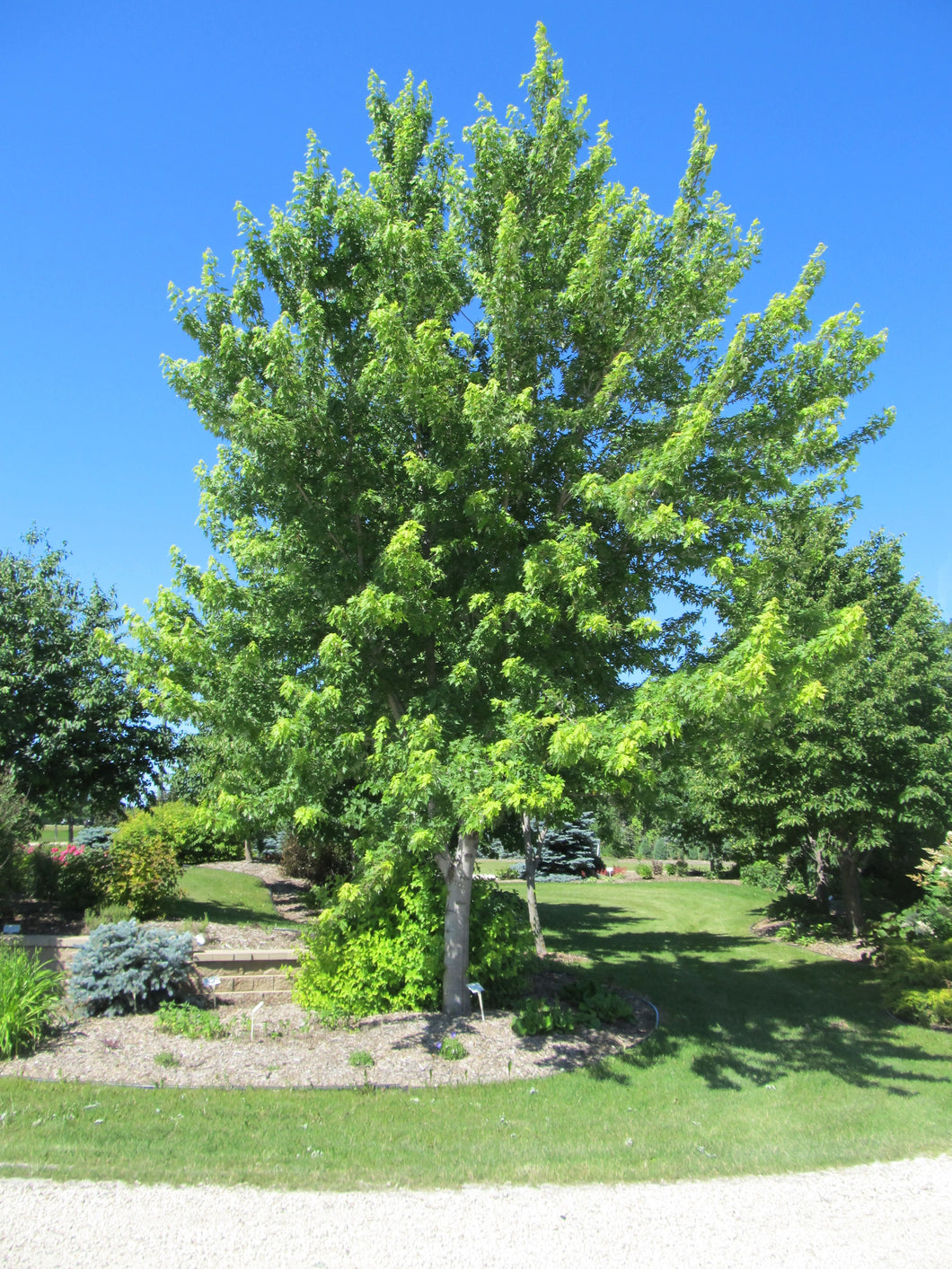 Maple:  'Silver Cloud'