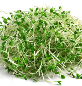 Alfalfa Sprouting Seeds Organic