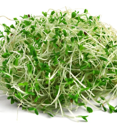 Alfalfa Sprouting Seeds Organic