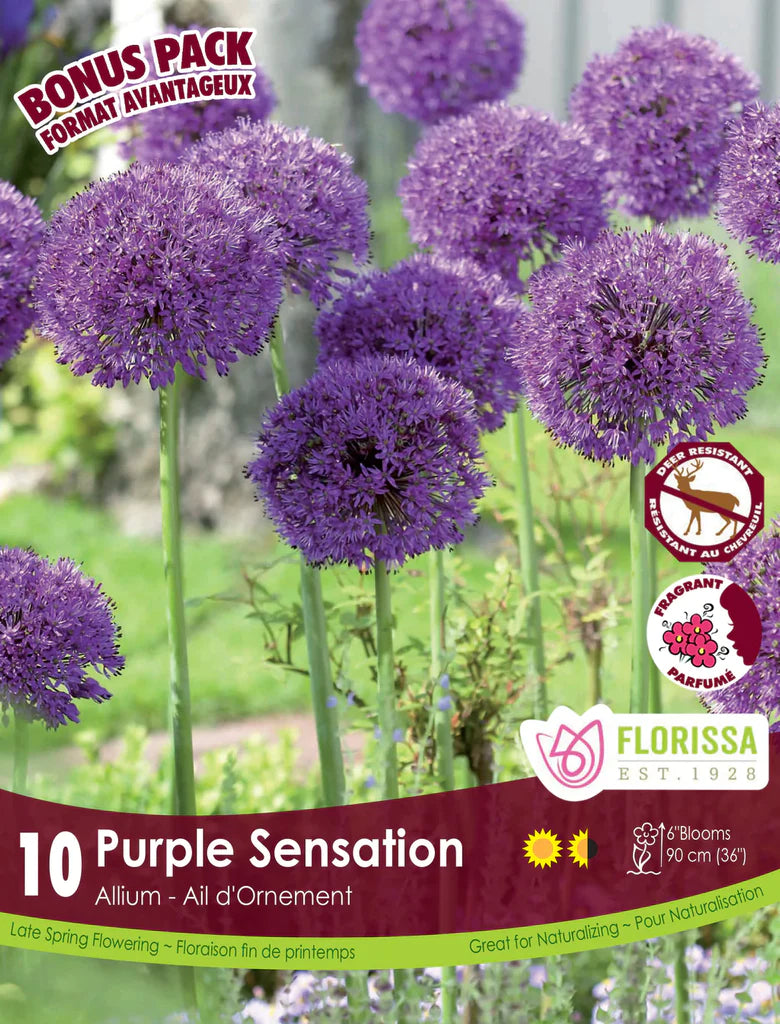 Allium: 'Purple Sensation' 14+ - 10 Pack