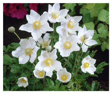 Load image into Gallery viewer, Anemone:  &#39;Snowdrop&#39; - 4.5&quot; (Jf)
