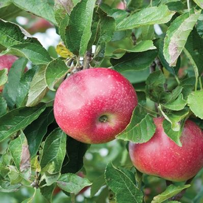 Apple:  'Hardi-Mac' - 5 Gal (BL)