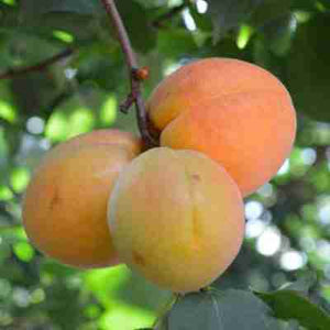 Apricot:  'Casino' 5 Gal (Bl)
