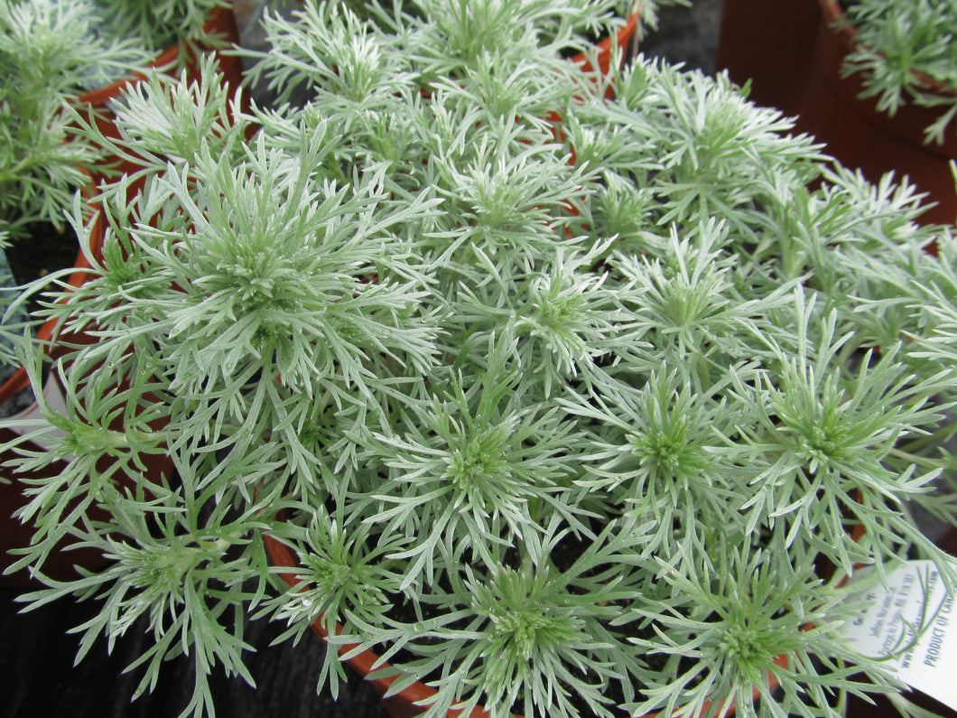 Artemisia: 'Silver Mound' - 5.5