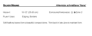 Artemisia: 'Silver Mound' - 5.5"