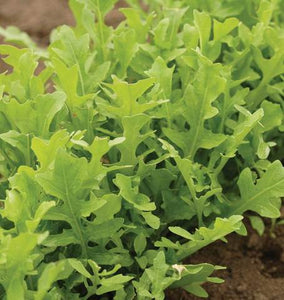 Arugula - Astro