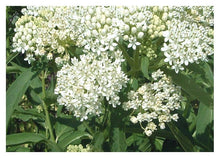 Load image into Gallery viewer, Milkweed:  Ice Ballet Swamp - 1 Gal (Jf)
