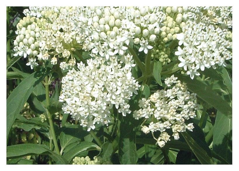 Milkweed:  Ice Ballet Swamp - 1 Gal (Jf)