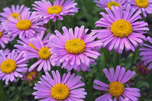 Aster: 'Happy End' Alpine 3.5" (Jf)