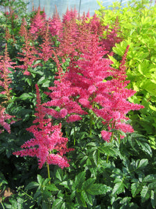 Astilbe:  Younique Cerise - 1gal (Jf)