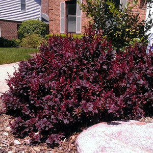 Barberry:  'Concorde' - 8" (Bl)