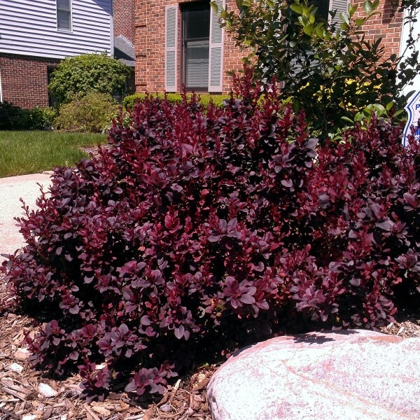 Barberry:  'Concorde' - 8