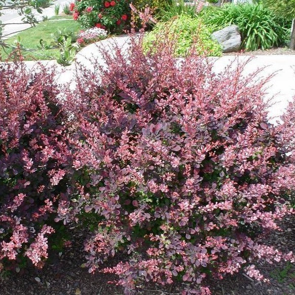 Barberry:  'Rose Glow' 8