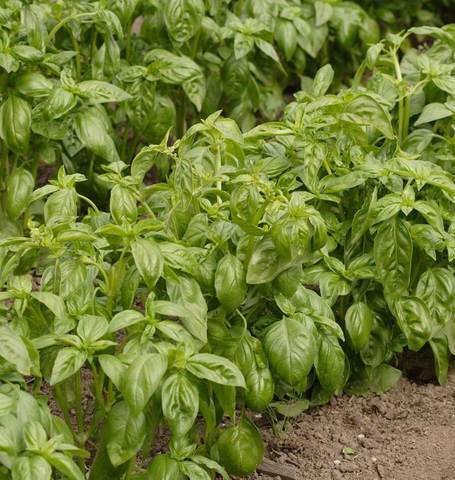 Basil-Genovese Certified Organic