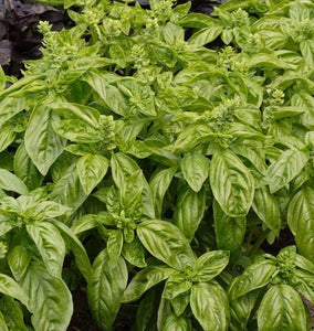 Basil: Sweet