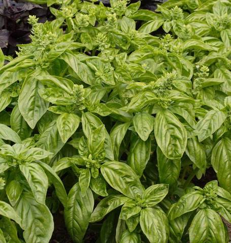 Basil: Sweet