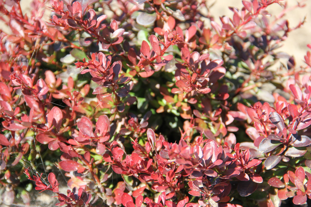 Barberry:  'Cherry Bomb® Japanese' 8