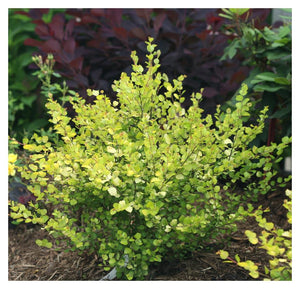 Birch:  'Cesky Gold Dwarf'® 8" PW (Bl)